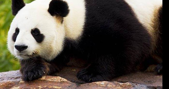 Université Laval: des pandas meurent