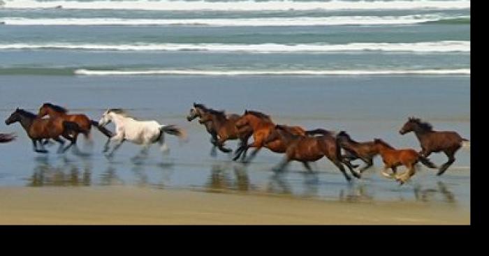 MONTPELLIER : un groupe de défense animale libère 300 chevaux dans l'agglomération!