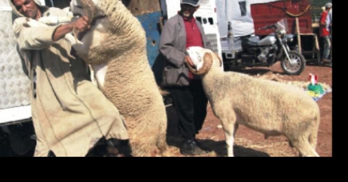 UN MOUTON NOUS EXPLIQUE COMMENT IL A SURVÉCU À L’AÏD