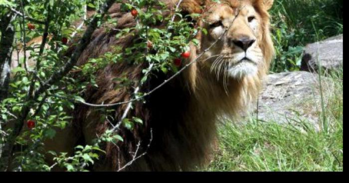 Les lions du zoo de Granby se sont échappé!