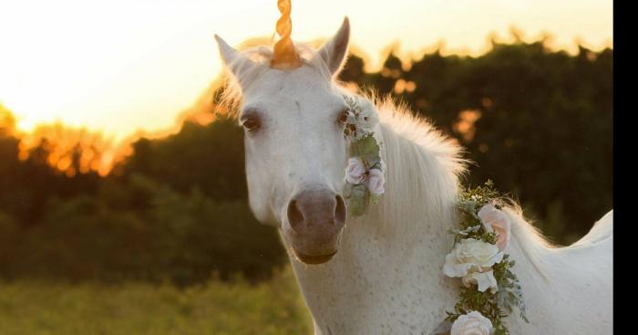 Une licorne, espèce qu'on pensait fictive, aperçu en Amérique du Sud.