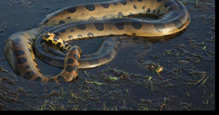 Un anaconda retrouver à origny en Thiérache