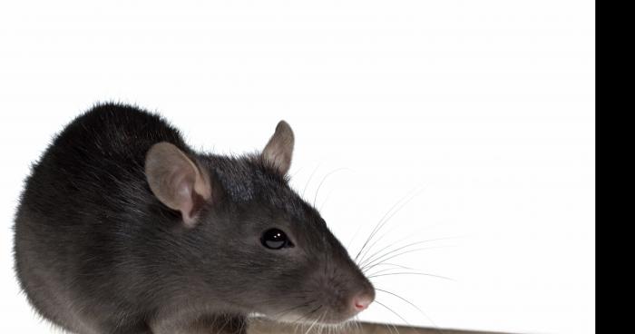 Des rats retrouvé au MacDonald à flers