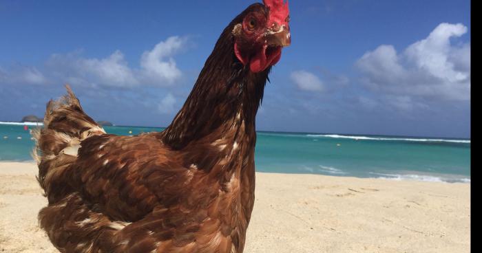 Une drole d'éspece crée des nids de poule durant la nuit dans le sable ....