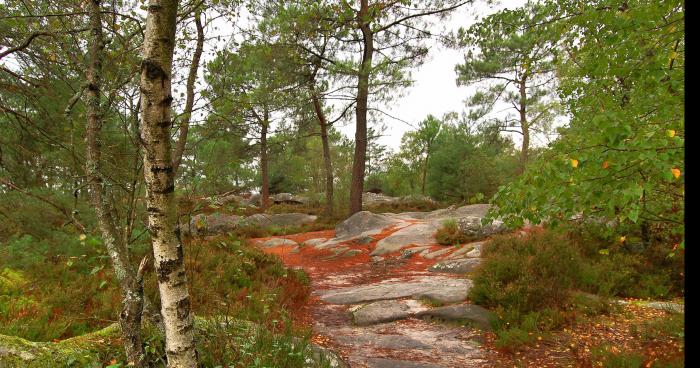 Une licorne retrouvée dans la forêt de Fontainebleau.