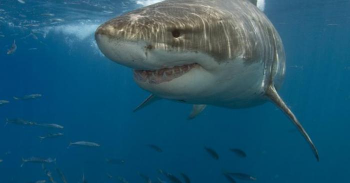 ALERTE: Animal marin aperçu à Cannes