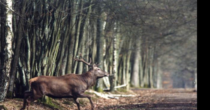 Haute-Marne : saison 2015 de la chasse annulée