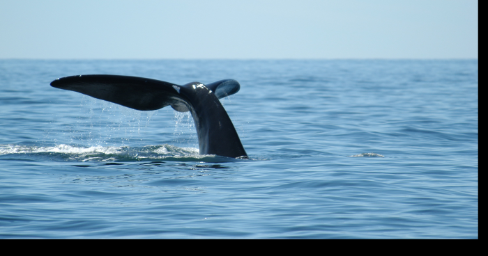 Une Baleine Dans Le Lac St-Francois