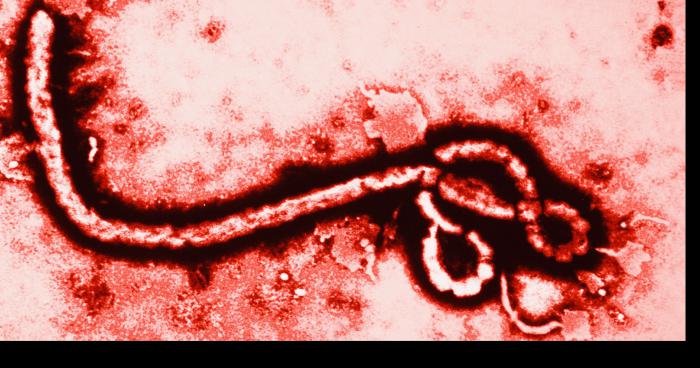 Remède contre Ebola