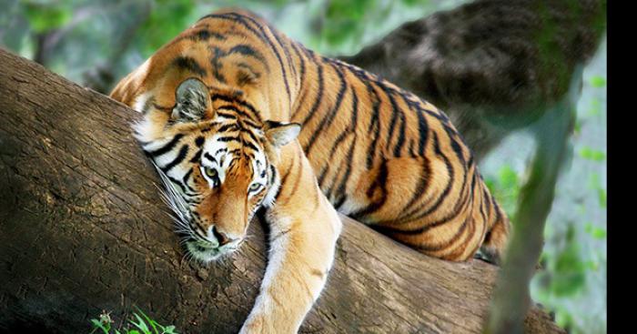 Un tigre au tribunal d'Ajaccio