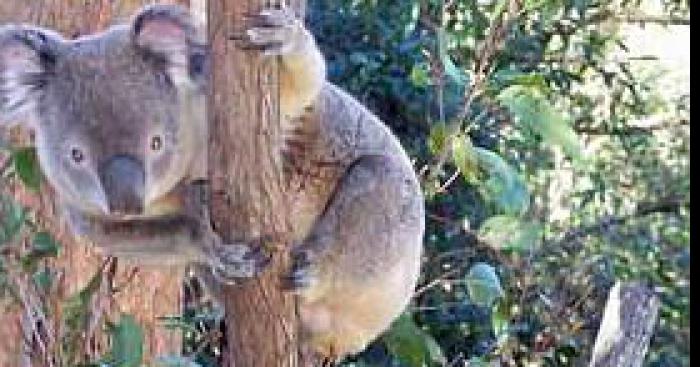 Betty Garnier,  éleveuse de koala