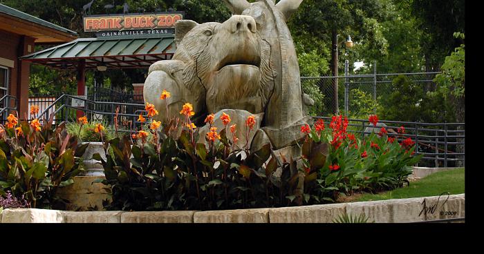 Un tigre s'est échappé d'un zoo a la frontière de l'Espagne!