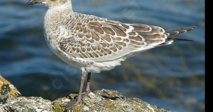 Ivre, il braque une banque avec une mouette