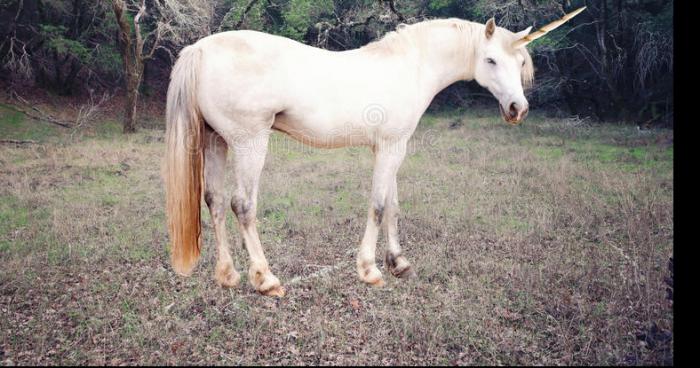 Une licorne en France