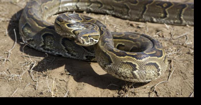 Serpent à Chatelineau