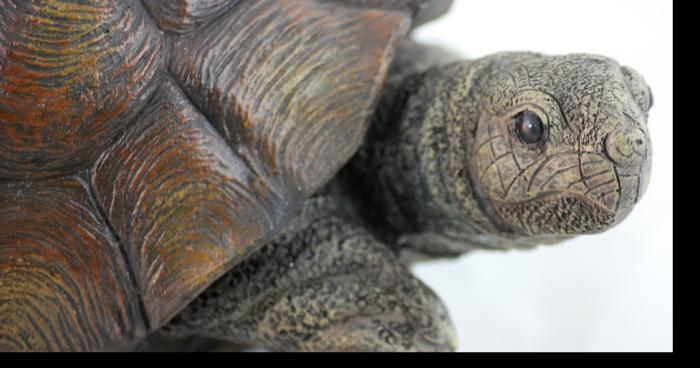 Une tortue sauve un enfant de la noyade