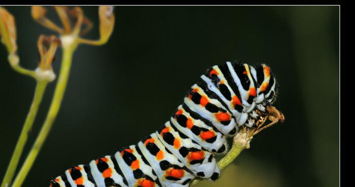 NOUVELLE CHENILLE VENIMEUSE AU QUÉBEC