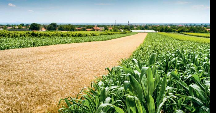 Offre de stage : Biodiversité du sol et pratiques agroécologiques (h/f)