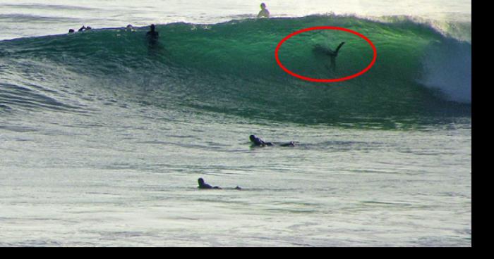 Attaque de requin à gruissan plage hier dans l’apres