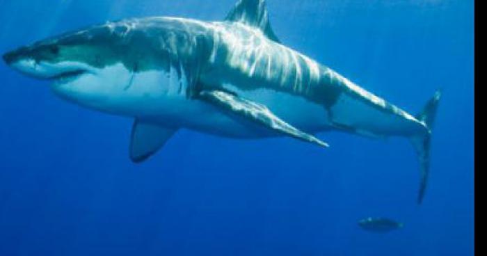 Le requin de marsillargues capturé