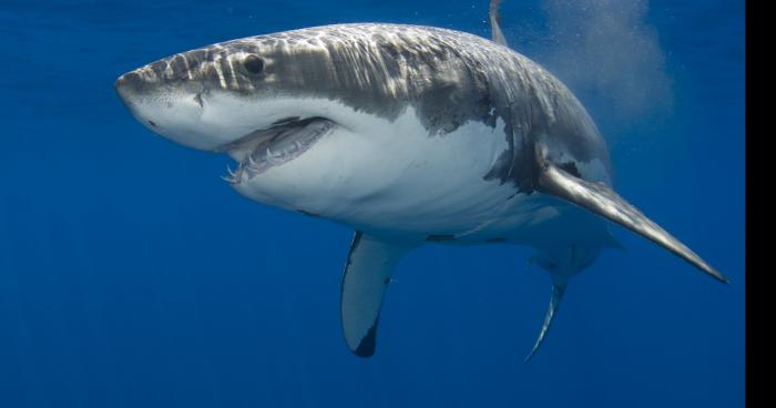 Requin a la mer du nord