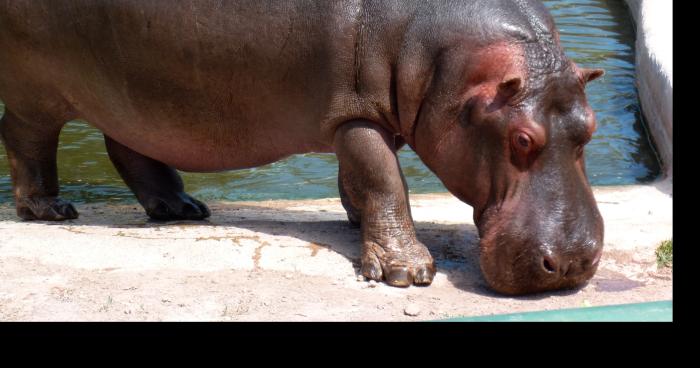 Muharem l'Hippopotame s'échappe du Zoo