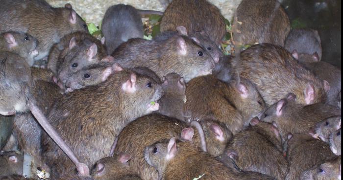 Invasion de rats dans la ville de valognes