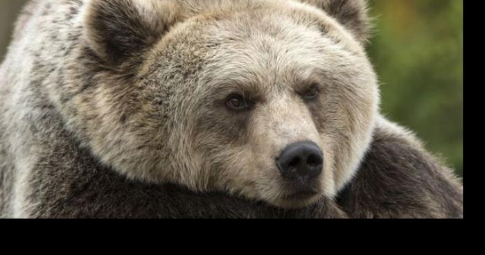 UN OURS dans les rues de la commune de Hannut ( province de Liège )