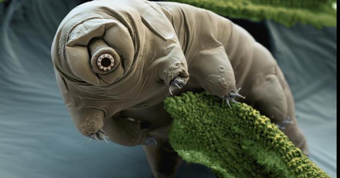 Le Tardigrade serait plus intelligent que l'homme !