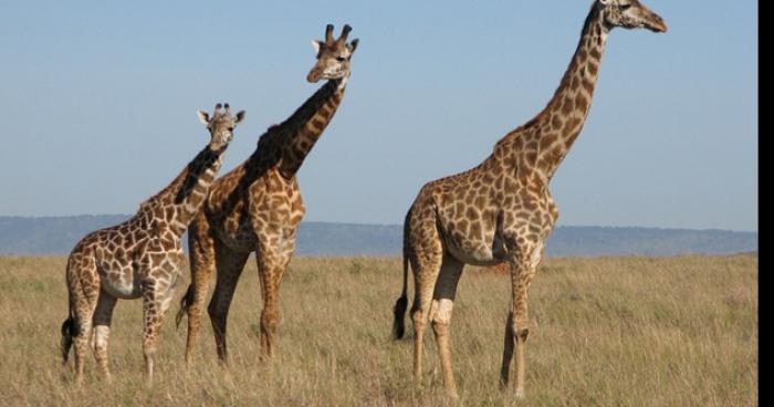 Girafes