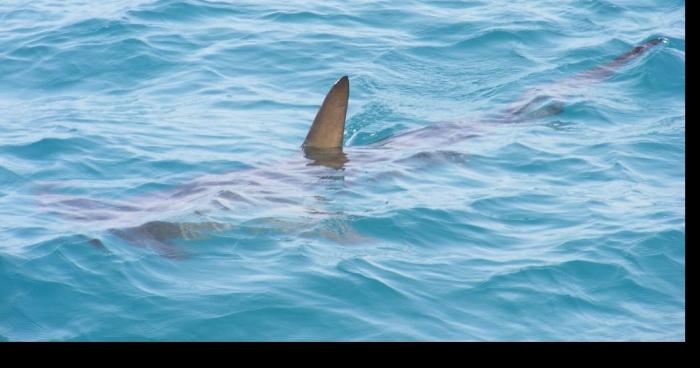 Un requin retrouvé dans la Loire