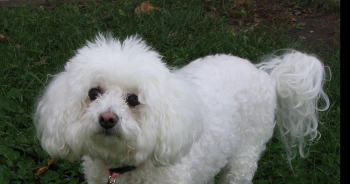 Ancienne championne de boxe, elle sauve un petit chien maltraité par deux hommes en les mettant KO