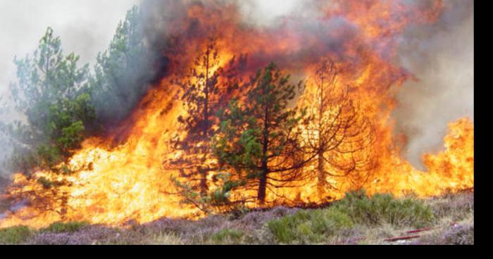 Feu dans la foret de sordan