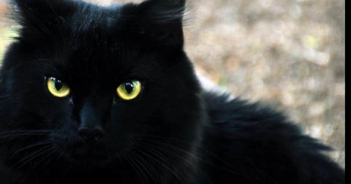 Un chat noir terrorise plan de cuques!