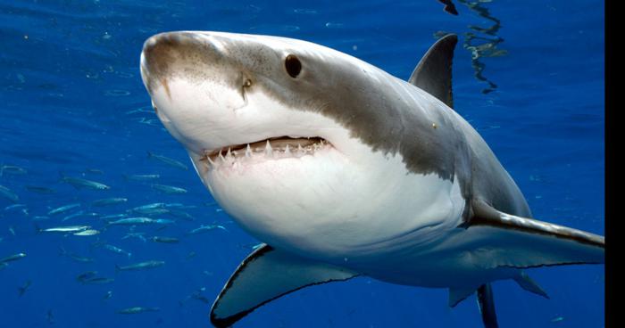 Un requin blanc aperçu à la côte belge!