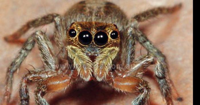 Une araignée fait caca dans la bouche d'une jeune fille pendant la nuit !