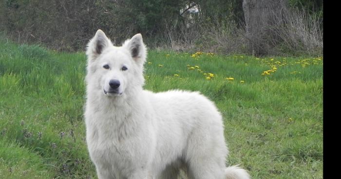 Le berger blanc suisse