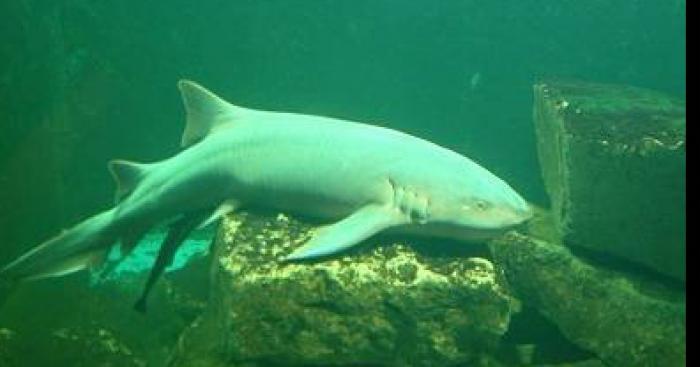 Un requin d'eau douce dans la Marne