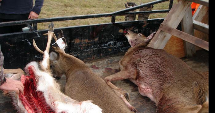 La saison 2017 de chasse au chevreuil dans la zone 8 sera défendu cette année!