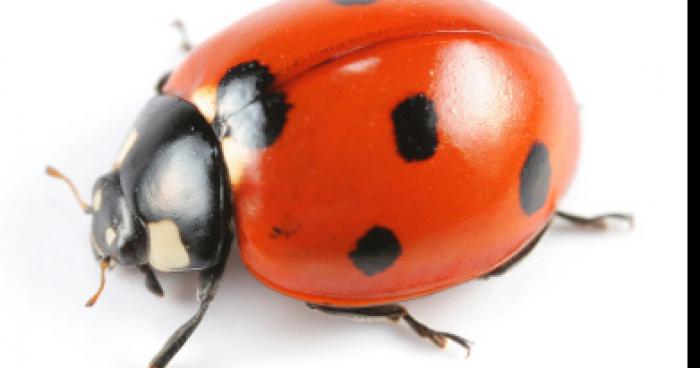 Fan de coccinelles, il se coiffe en rouge et noir.