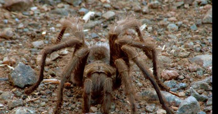 Incroyable Invasion de Mygales en corse !!!