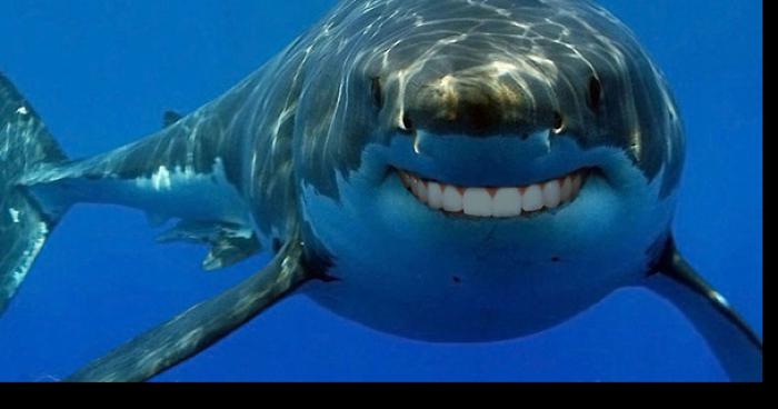 Les gens qui croient aux attaques de requins sont des cons