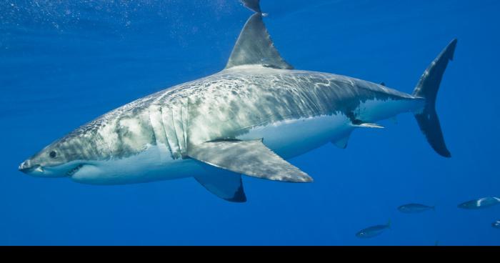 Après les manifestions, rassemblement et menaces, les requins se rendent.