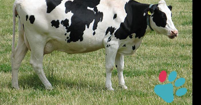 Un champ de vache évader dans noeux les mines