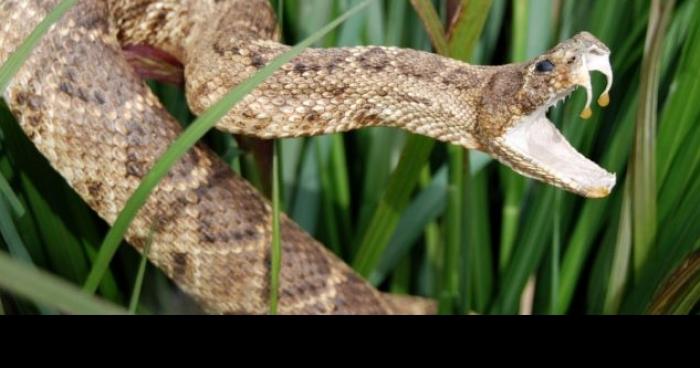 Serpents s'est renversé en banlieue parisienne