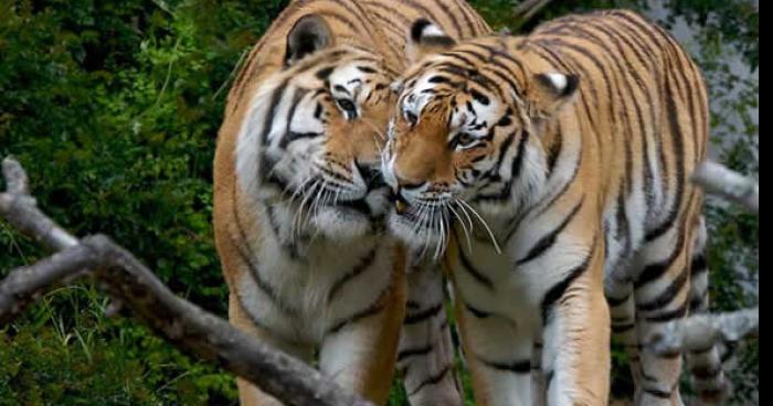 Pyrénées: Réintroduction d'un couple de tigres du Bengale