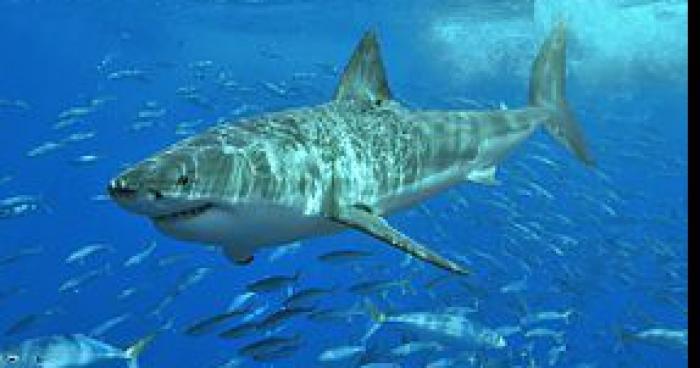 Un requin blanc dans une rivière Gardoise