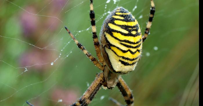 Une araignée venimeuse et mortel se joint au Québec