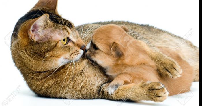 La première chatte à donner naissance à des chiots