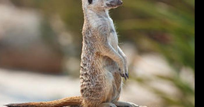 Un suricate fait un coma diabétique au zoo d'Amiens